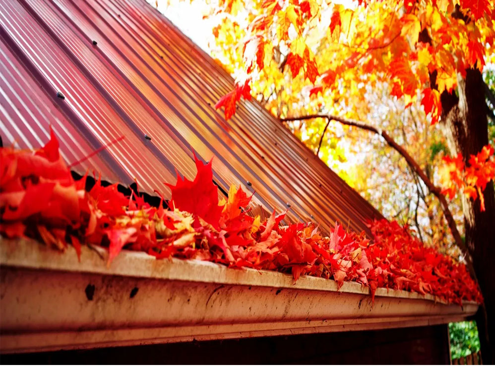 gutter leaves